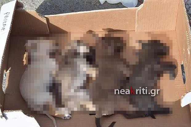 Ανθρώπινα κτήνη έλιωσαν κουταβάκια και τα πέταξαν στα σκουπίδια – Στο Ηράκλειο Κρήτης (εικόνες, βίντεο)